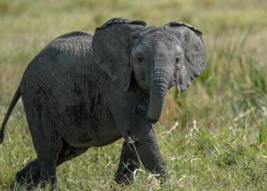 Great News: Keeping Elephants at Zoos or Safari Parks to Be Banned!