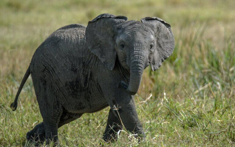Baby elephant