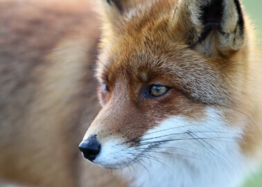 Animal Protection Groups Unite and Urge Boris Johnson to Ban Snares