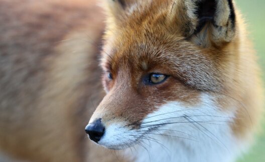 Close up of a fox.