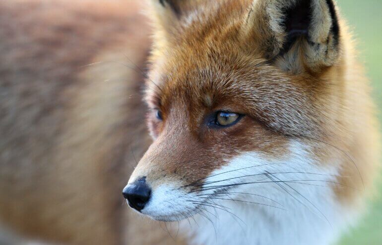 Close up of a fox.