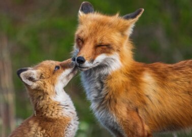 Estonia to Become the First Baltic Country to Ban Fur Farming