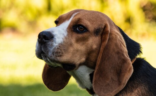 Close up of a beagle.