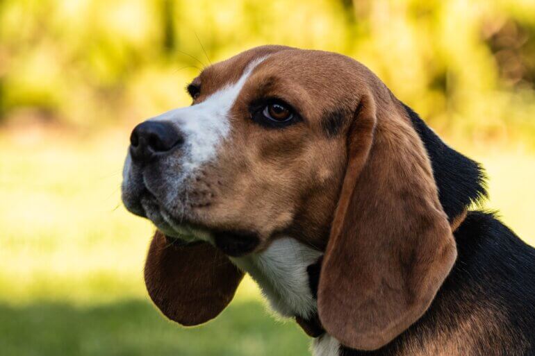 Close up of a beagle.