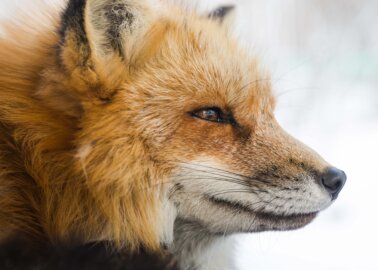 PETA Celebrates Fur-Free ‘Vogue Scandinavia’