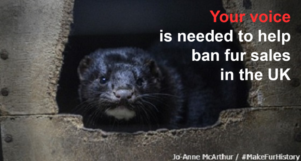 Five Minutes of Your Time Could Help Get Fur Sales Banned in the UK