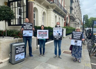 PETA Supporters Slam Millennium Hotels in London and Rome Over Sponsorship of Cruel Dog-Sled Race