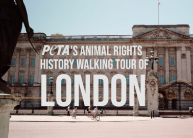 WATCH: An Animal Rights Tour of London