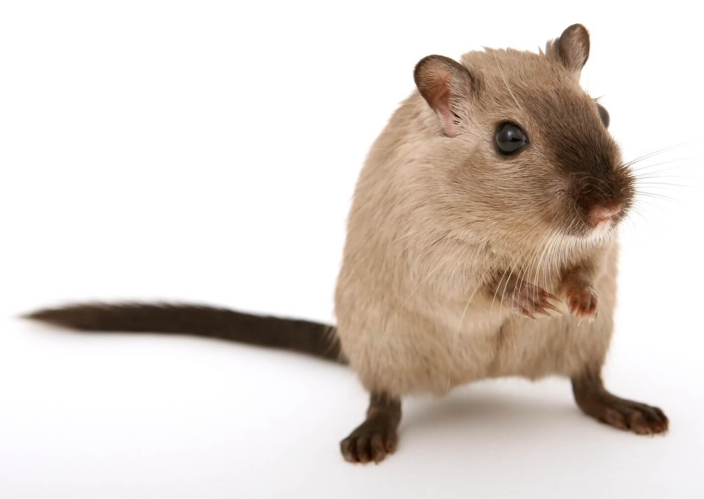 Global Progress Made as Skin Allergy Tests Go Animal-Free Global Progress Made as Skin Allergy Tests Go Animal-Free