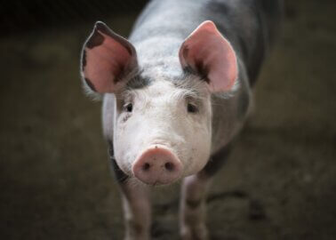 Victory! Doncaster Council Rejects Pig Farm