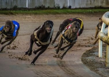 71% of Oxfordshire Respondents Don’t Want Greyhound Racing