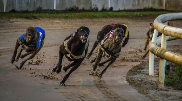 71% of Oxfordshire Respondents Don’t Want Greyhound Racing