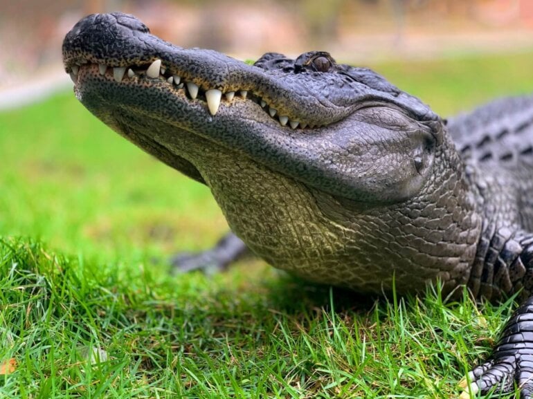 jack kelly gAvQfrHwbgY unsplash alligator crocodile scaled 770x577 1