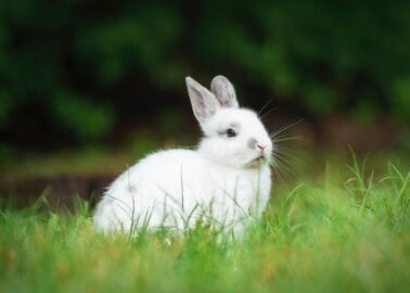 Great News for Rabbits! Valentino Bans Angora After Talks With PETA