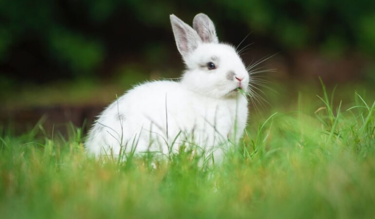 janan lagerwall p2UbTX6Uoig unsplash white rabbit scaled 770x449 1