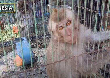 Exposé: Suffering and Disease in Asian Live-Animal Markets
