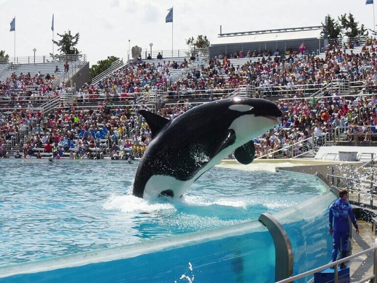 orca captivity