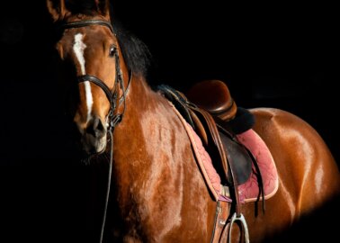 Urge the International Olympic Committee to Ban All Equestrian Events