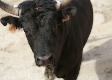 Great News: Spanish City Gijón Ends Bullfighting!