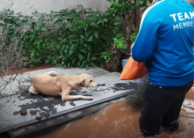 BREAKING: Saving Animals From Rising Floodwaters | Animal Rahat