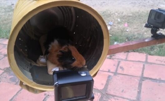 Image shows Galaxionaut the guinea pig undergoing the start of a centrifuge test.