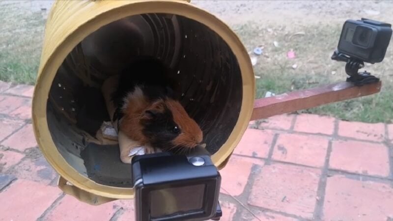 Image shows Galaxionaut the guinea pig undergoing the start of a centrifuge test.