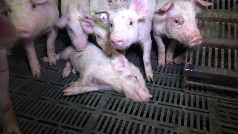 A pig lays on the floor as other pigs stand around him or her at an "Initiative Tierwohl" (Initiative for Animal Welfare) labelled pig farm.