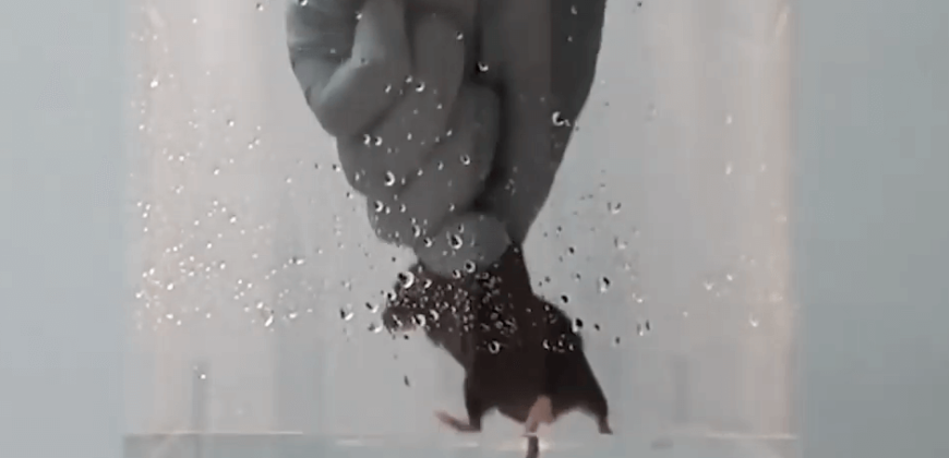 Growth! PETA Applauds Govt for Pressured Swim Take a look at Resolution