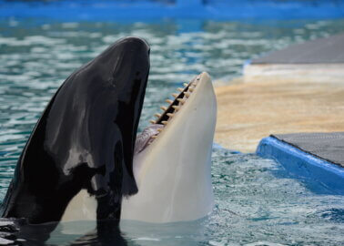 Captive Orca Lolita May Return to the Ocean