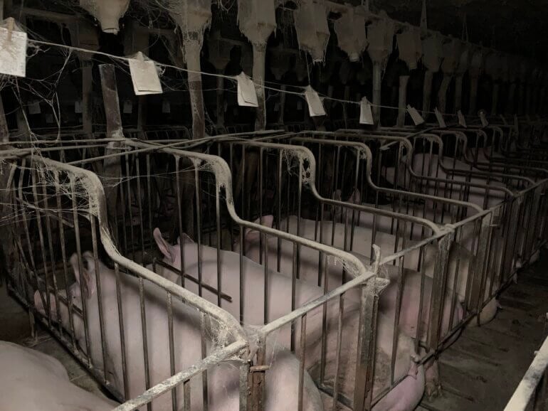 sad pigs 2