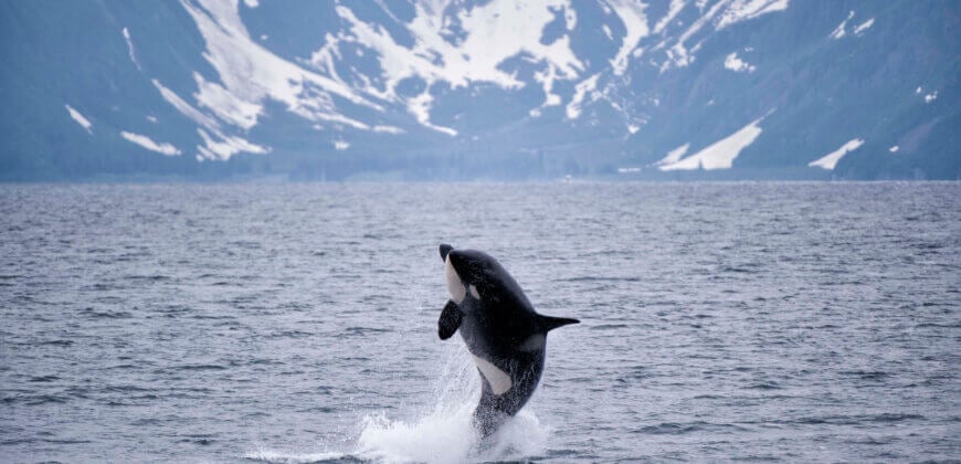 Travel Providers That Have Ditched SeaWorld