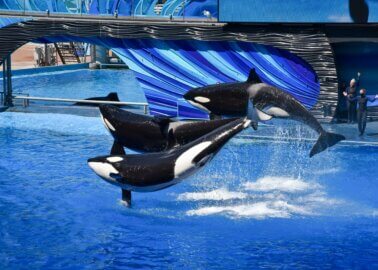 Will the UK’s Largest Travel Association Discourage Orca Abuse?