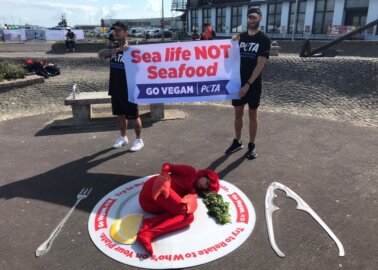 Fish Feel Pain – PETA Urges Weymouth Locals Leave Fish and Lobsters in the Sea