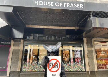 Big News! Frasers Group to Go Fur-Free Following Pressure From PETA and Other Animal Groups