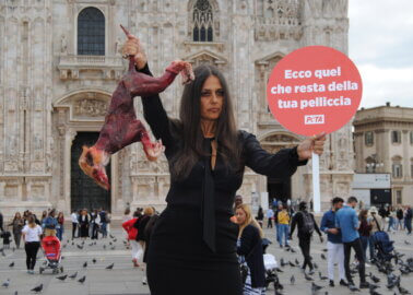 Rosita Celentano and PETA to Milan Fashion Week: Get Fur off the Catwalk