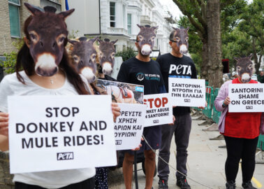 PETA Protesters Demand an End to Greece’s Animal ‘Taxis’ at Embassy