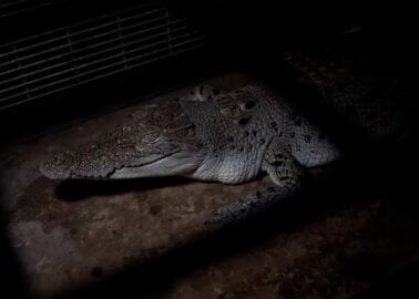 Shocking New Investigation Reveals the Horror Behind Hermès-Owned Crocodile Farms