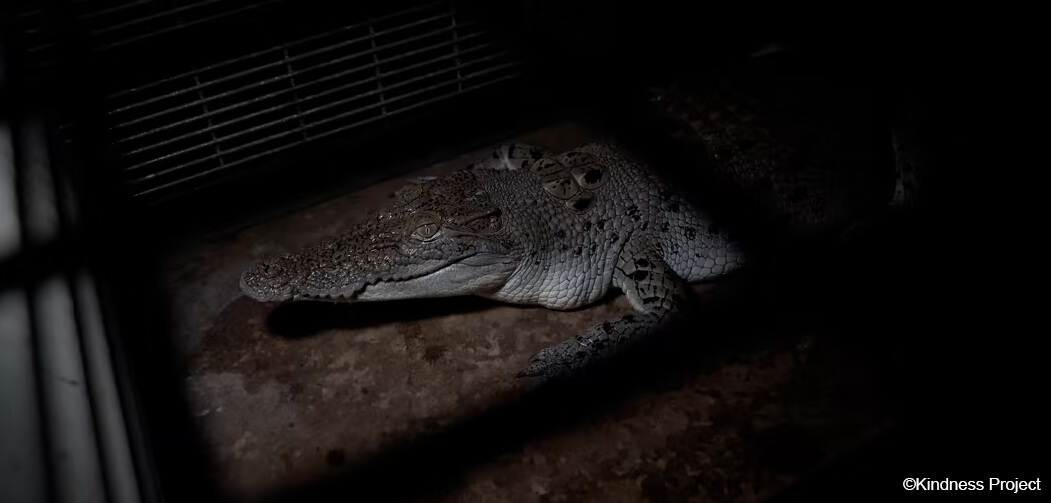 Exposed: Crocodiles and Alligators Factory-Farmed for Hermes 'Luxury' Goods