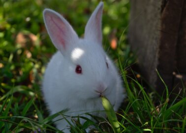 Victory! Derbyshire Dales District Council Rejects Rabbit-Butchering Facility