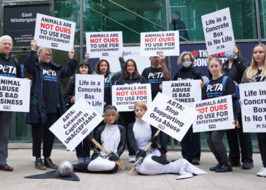 PETA Protest: ‘Orcas’ Speak Out Against Marine Park Captivity