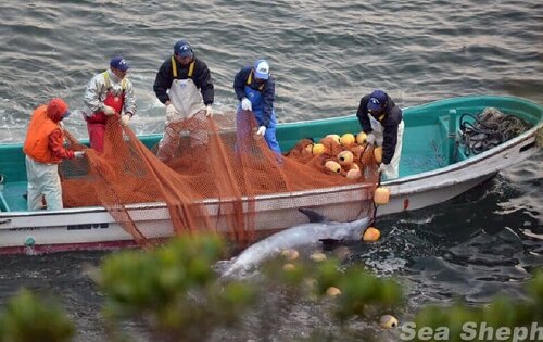 Dolphin in Japanese killing cove