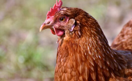Close up image of a chicken.