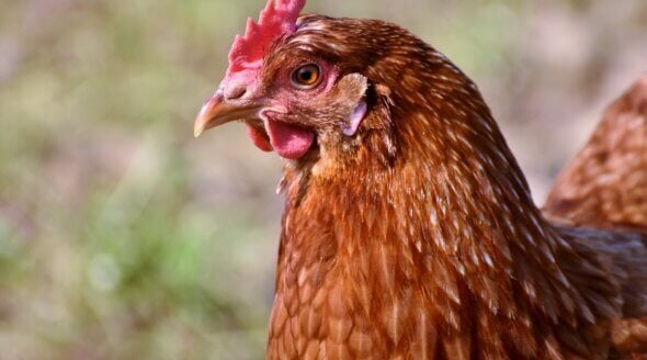 Close up image of a chicken.