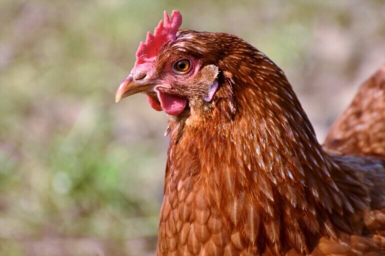 Close up image of a chicken.