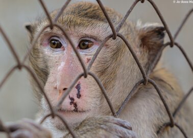 PETA Urges MPs to Support a Ban on Animal Testing