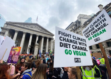 ‘Meat Is Killing the Planet – Do Something!’ PETA Urges C40