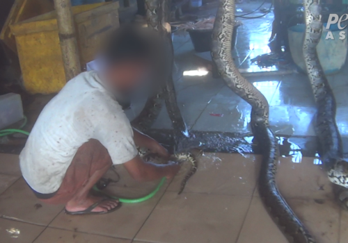 Louis Vuitton Owner Exposé: Workers Inflate Live Snakes to Make