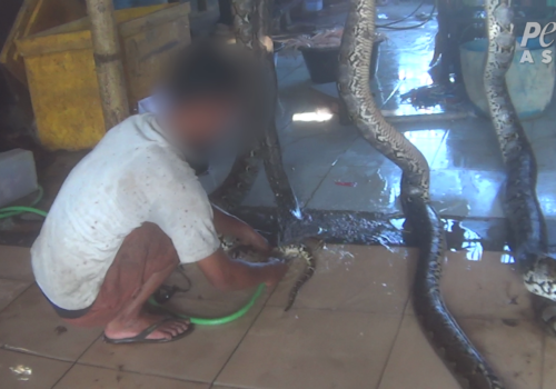 Louis Vuitton Owner Exposé: Workers Inflate Live Snakes to Make Leather -  PETA UK