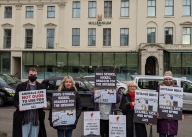 PETA Protests Millennium Hotels Over Ties to Alaskan Dog-Sled Cruelty