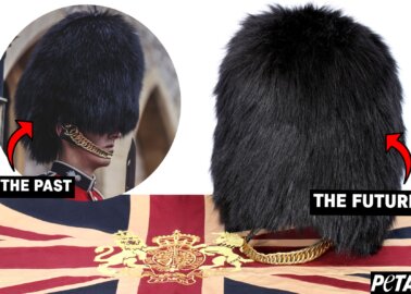 Stop Bear Slaughter: PETA Unveils Faux-Fur Queen’s Guard Cap